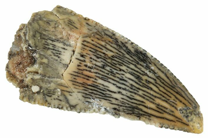 Serrated, Raptor Tooth - Real Dinosaur Tooth #275144